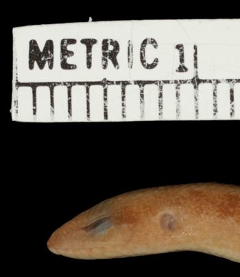 Media type: image;   Herpetology R-156691